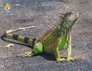  iguana