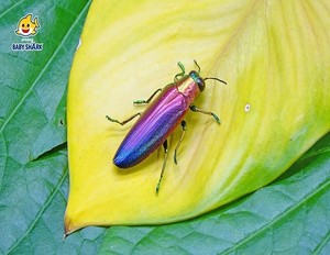  jewel beetle