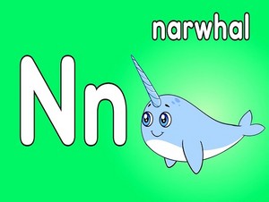  narwhal