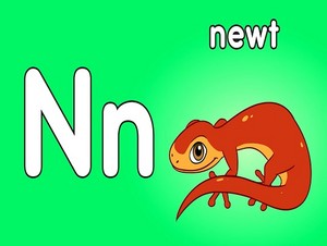  newt