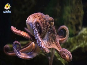  octopus
