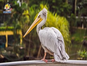 pelicano, pelican