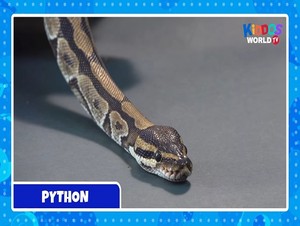 ular sanca, python