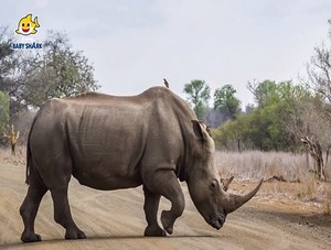  rhinoceros