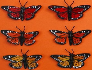 six borboletas