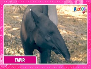  tapir