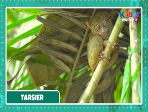  tarsier