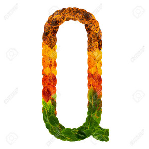  Autumn leaves bright letter q. natural multi layers living leaves isolated