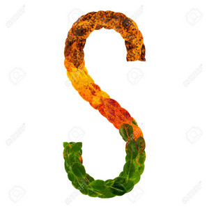  Autumn leaves bright letter s. natural multi layers living leaves isolated