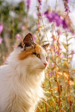  Beautiful Katzen For Lily💜