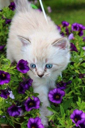  Beautiful Katzen For Lily 💜
