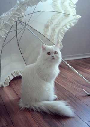  Beautiful Katzen For Lily 💜
