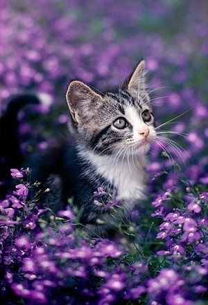  Beautiful Kucing For Lily 💜