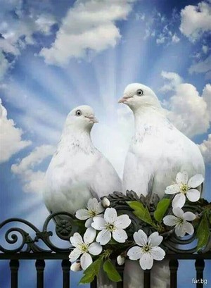  Beautiful Doves For Sandra 🕊️