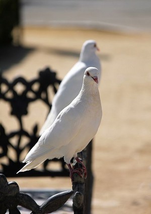  Beautiful Doves For Sandra 🕊️