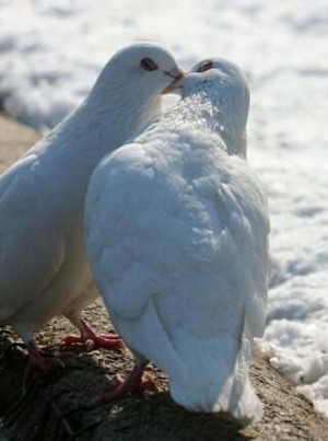  Beautiful Doves 🌹