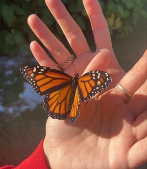 Butterfly Dream 🦋