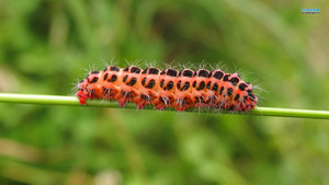 bruco, caterpillar