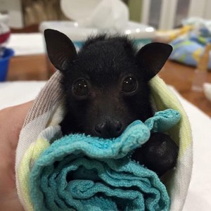  Cute bat