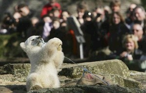  Knut polar chịu, gấu death riddle solved