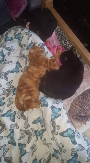  My two boys sleep together