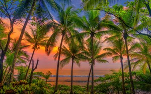 Palm trees 🌴