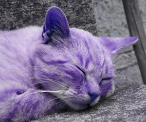  Purple 猫 Purple cat, Cat aesthetic, Purple 动物