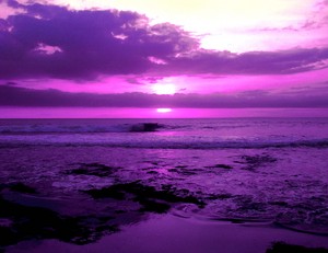  Purple fotografia