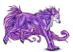  Purple волк