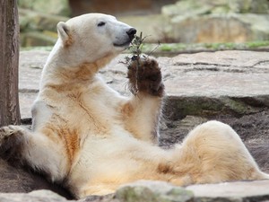  Scientist Discovered Why Knut the Polar chịu, gấu Died