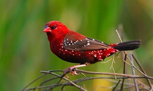  superiore, in alto Five Red Birds