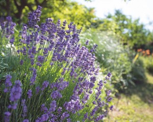  When to plant lavender for wonderful scent and color