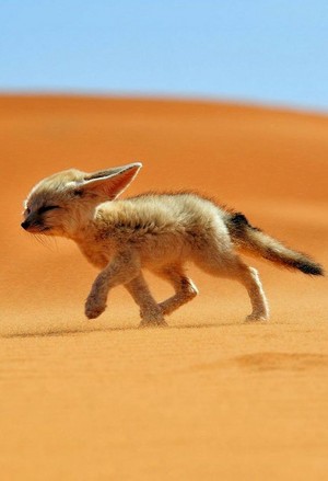  cute Fennic rubah, fox 💖