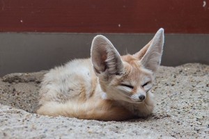cute Fennic fox 💖
