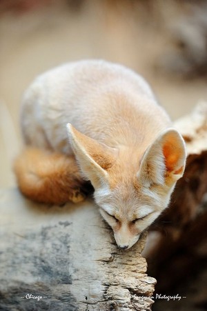  cute Fennic 狐, フォックス 💖