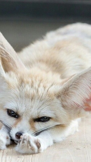  cute fennec raposa 💖
