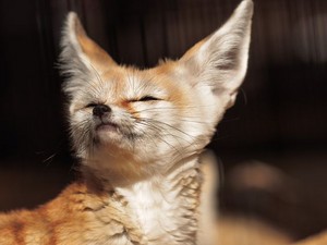  cute fennec rubah, fox 💖