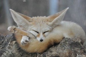 cute fennec fox 💖