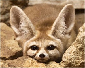  cute fennec fox, mbweha 💖