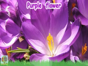  purple پھول