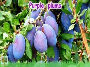  purple plums