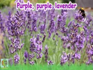  purple purple lavender