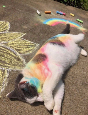  pelangi, rainbow cat
