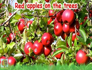  red apples on the trees