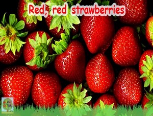  red red strawberries