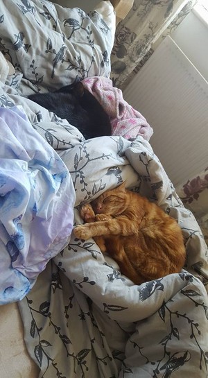 they both sleep together in my bed