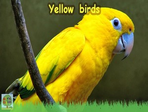  yellow birds
