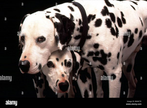  101 dalmatians 1996 BKMCTE