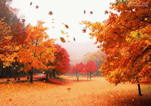  Autumn Vibes 🍂🍁