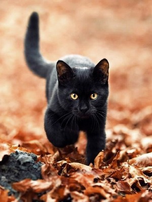  Autumn on the farm | Black cat edition🍁🐈‍⬛🍃